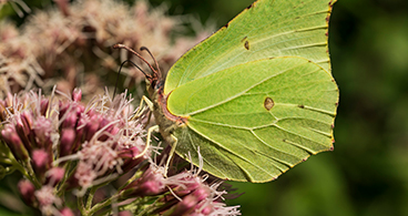 368-Brimstone-Butterfly