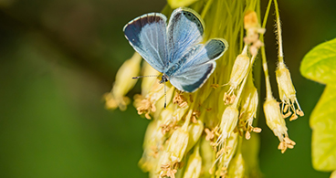 368-Holly-Blue-Butterfly