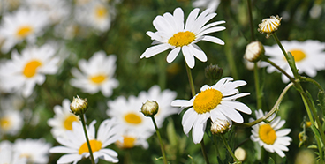 368-Oxeye-Daisy