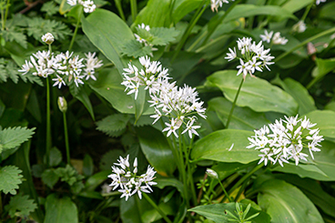 368-Wild-Garlic