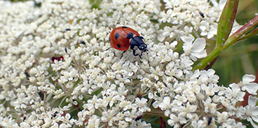 368-ladybird