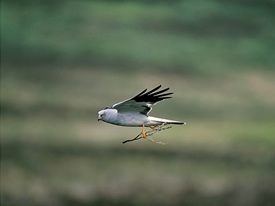 Hen Harrier adult male (Andy Hay, rspb-images.com)