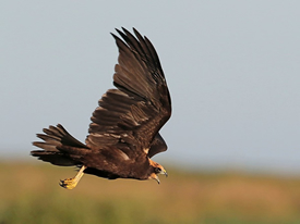 Marsh Harrier juvenile (Les Bunyan, rspb-images.com)