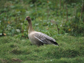 Pink-footed Goose (Andy Hay, rspb-images.com)