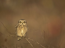 Short-eared Owl (Ben Andrew, rspb-images.com)