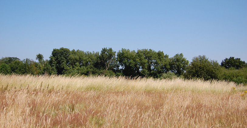 Knights Range meadow