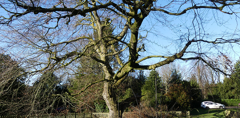 Trees in Castle Park, Frodsham