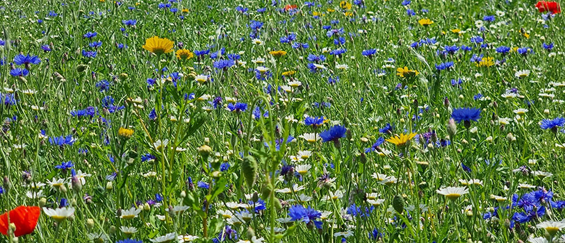 Wildflowers in west Cheshire