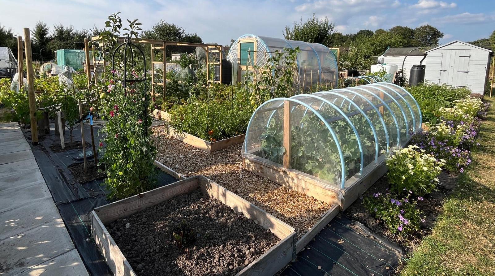 Hoole allotments with greenhouses and plants