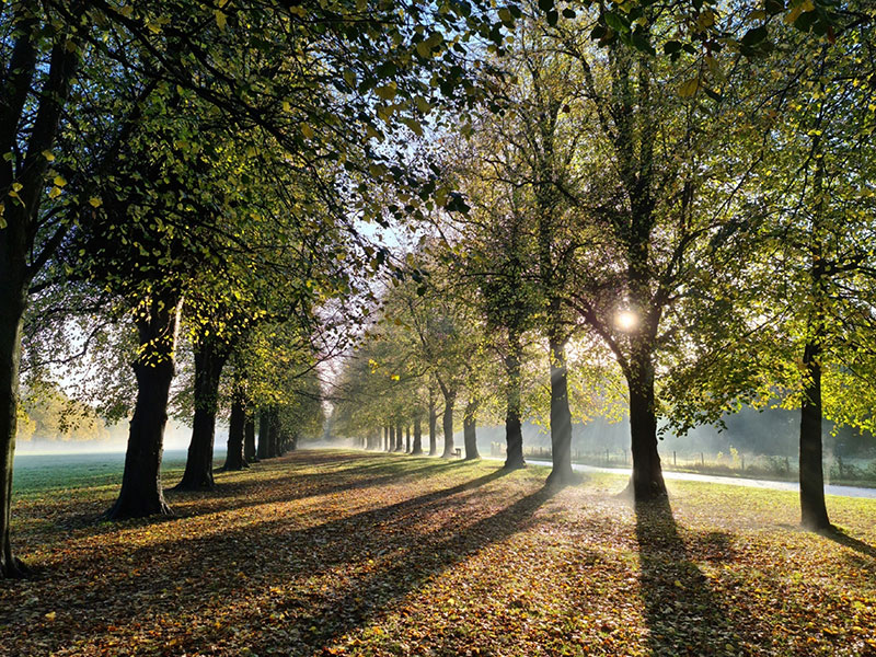 Trees blooming within park
