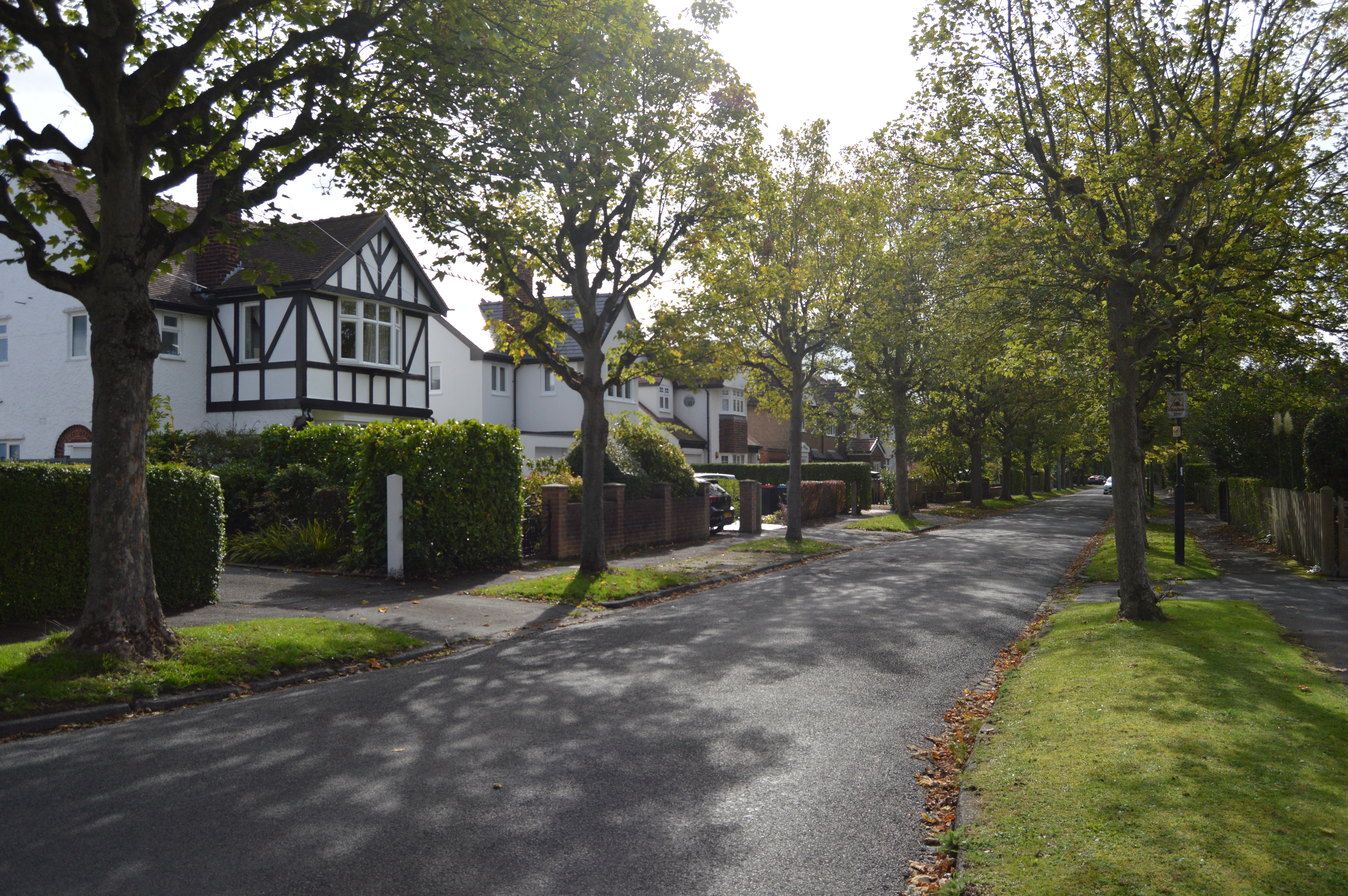 Street Trees at Curzon Park, Chester