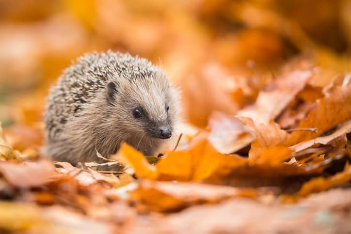 Hedgehog in the woods