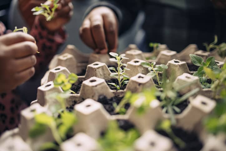 Residents planting seeds in the egg carton as part of an eco-friendly activity