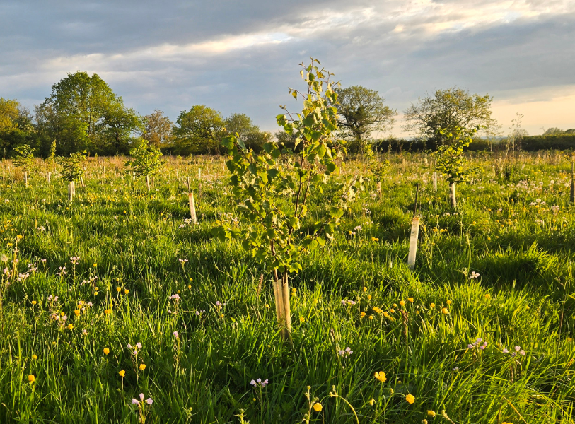 Chester and Frodsham wildlife gets a boost at new Grange Woods habitat bank