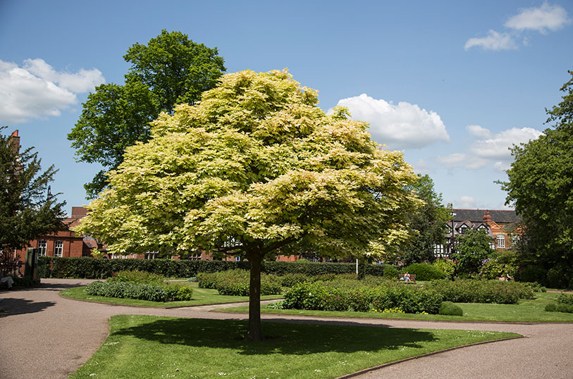 Grosvenor Park. 