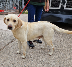 Female Labrador