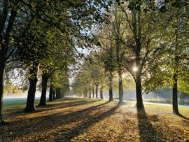 Marbury Park 