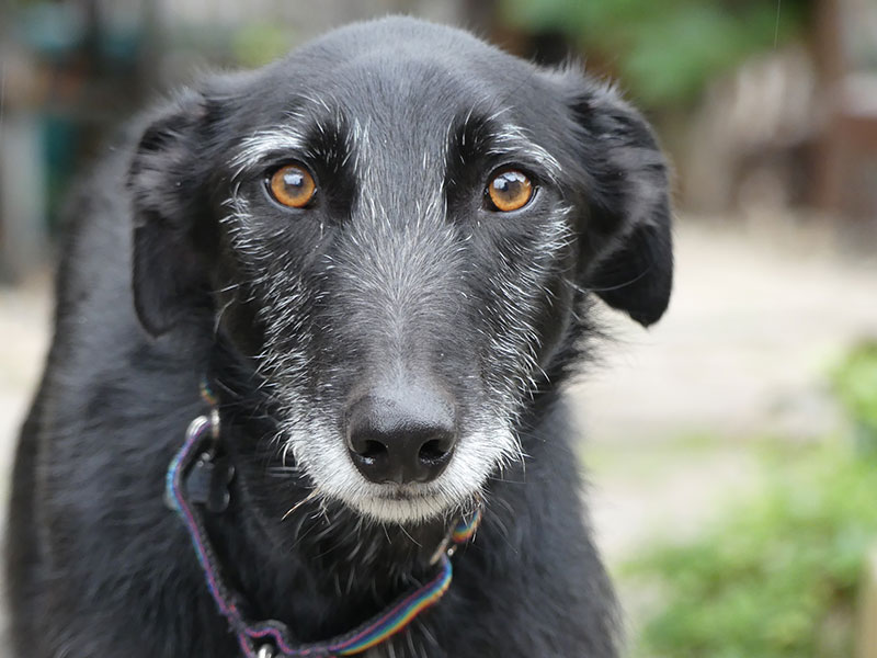 Image of a dog.