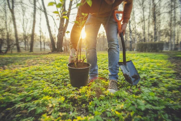 Tree planting