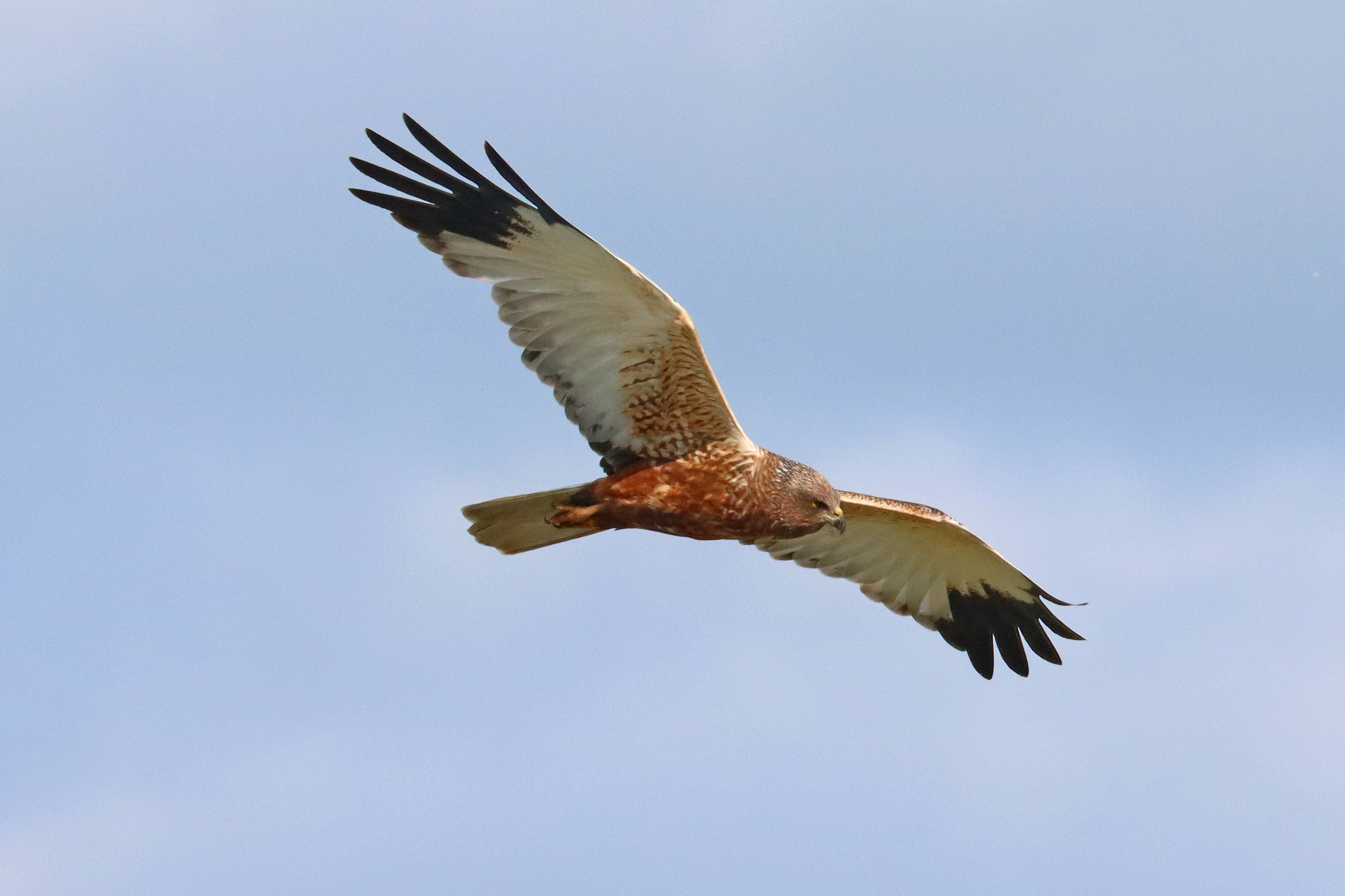 Marsh Harrier