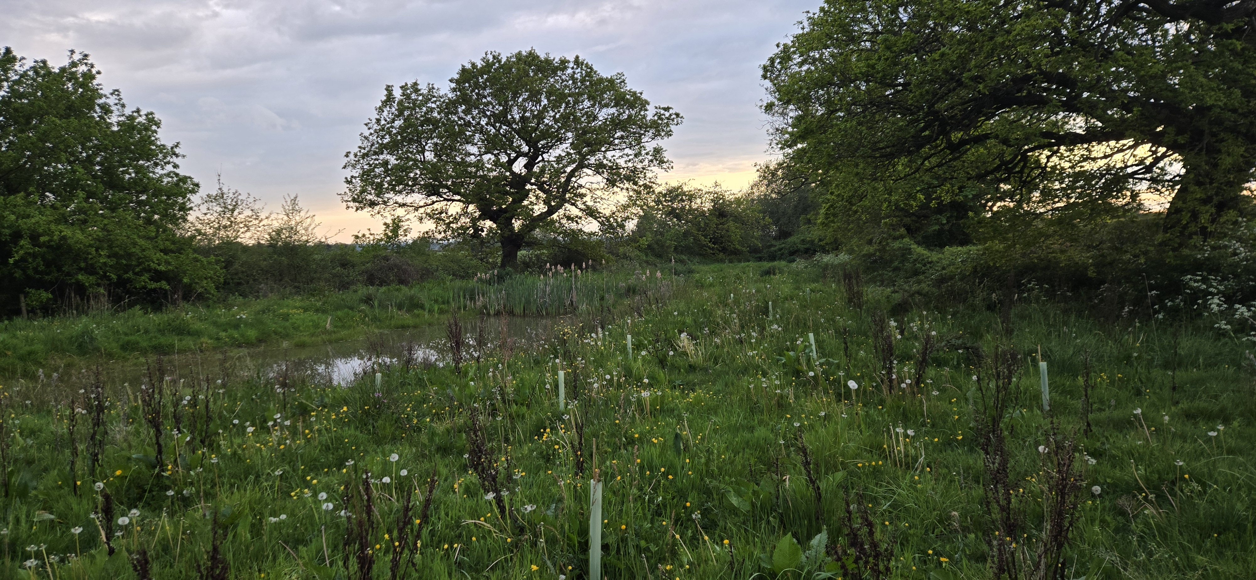 A pond with trees surrounding it