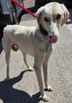 Female Saluki