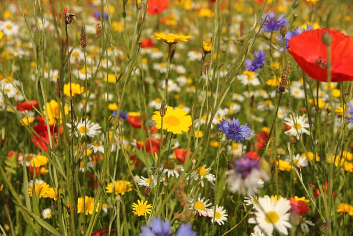 Wild flowers