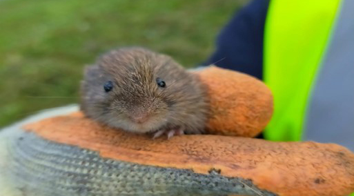 Wildflower wildlife being held by member of Council's StreetCare Team