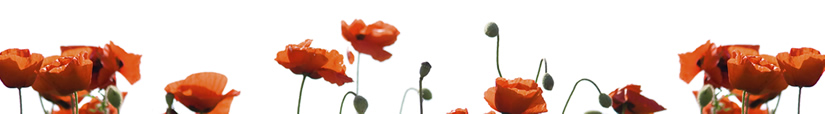 Poppies